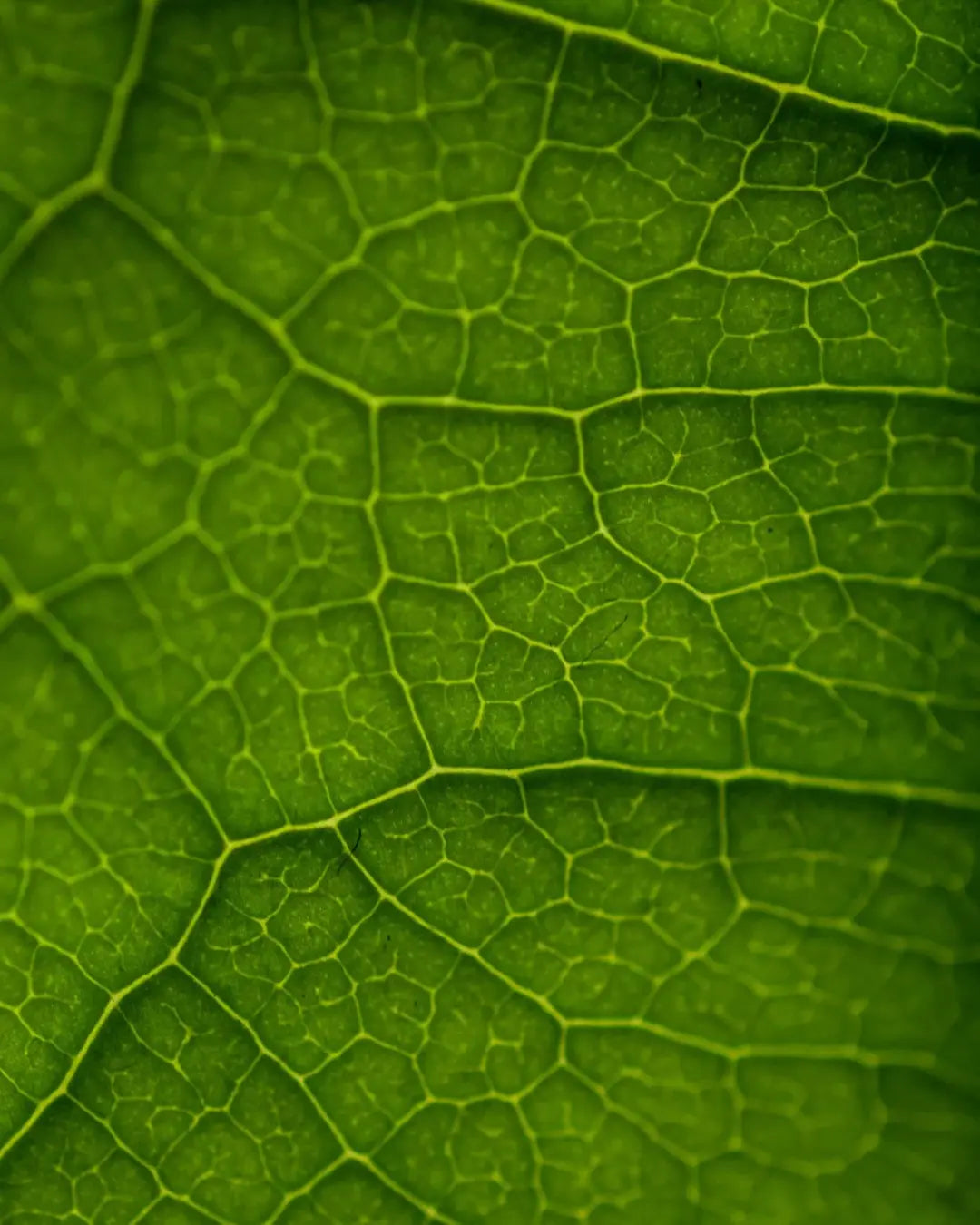 Macro photographie détaillée des nervures d'une feuille verte éclatante, soulignant notre engagement pour une nature absolue et des compléments 100% organiques. Image