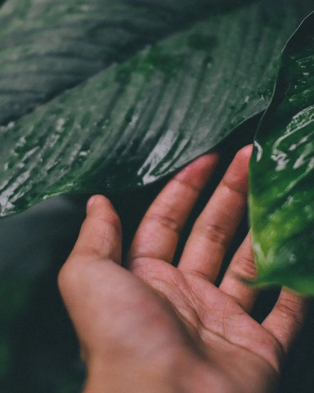 Une main effleurant délicatement une grande feuille tropicale humide, représentant notre passion inconditionnelle pour la botanique et notre expertise d'atout santé nature en les plantes. Image