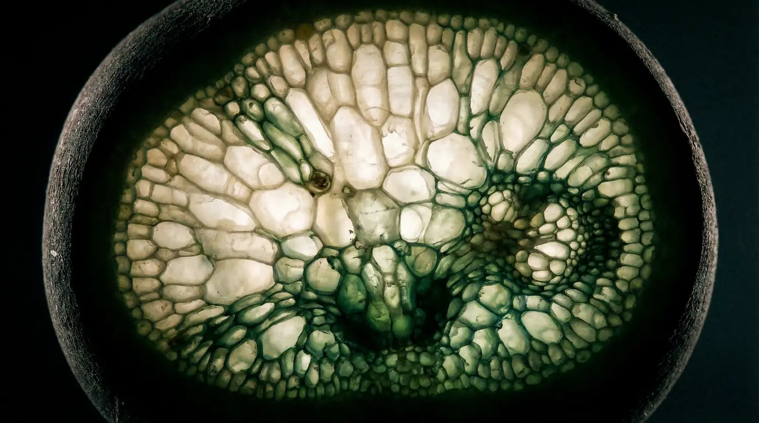 Gros plan macro-photographique de la coupe transversale d'un radis noir utilisé en Detox, révélant une structure cellulaire complexe et épongeuse en nid d'abeille, remplie d'air et de liquide, avec des nuances de vert et de blanc. Image