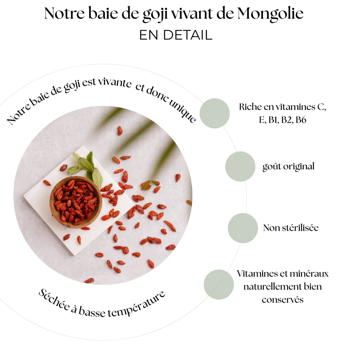 Baies de Goji vivants - Source d'énergie Naturelle des Hauts Plateaux de Mongolie