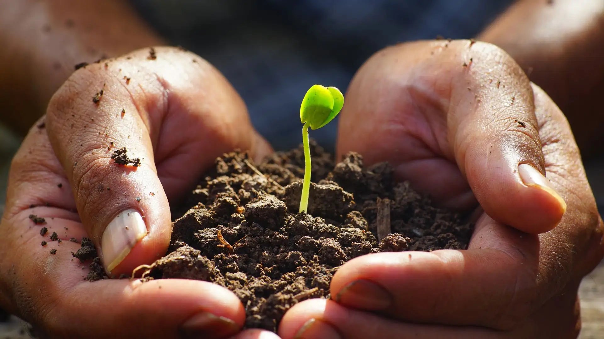 Mains tenant une jeune pousse de plante dans de la terre fertile, représentant l'origine biologique et le terroir des ingrédients naturels Image