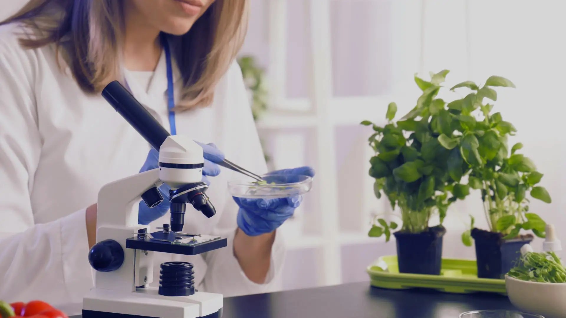 Scientifique analysant des extraits de plantes au microscope en laboratoire pour garantir un processus de fabrication conforme aux normes BPF Image